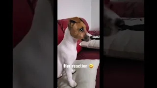 3 month old Jack Russell funny reaction to birds on TV. #pets #animals #cute #nature #puppy #baby