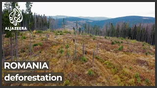'Lungs of Europe': Romania under severe illegal logging threat