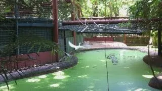 Crocodile Attacks Bird! - Green Island, Australia (Not Cassius)