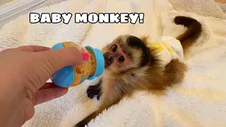 NEW BABY MONKEY AT MY HOUSE! WHERE'D HE COME FROM?!