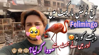 A detailed visit to Tollinton Market Lahore,✔️#vlog💯#vloger #pets #birds