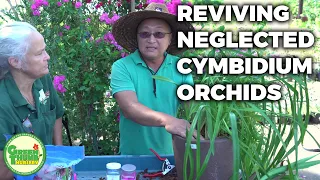 Reviving a Neglected Rootbound Cymbidium Orchid: Repotting and Care Tips