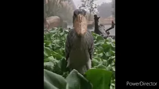 Shoebill Stork in Monsoon 🌧