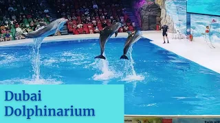 Dubai Dolphinarium | One of the most fascinating indoor attractions in UAE