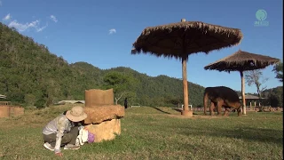 Elephant play hide and seek with her favourite person - ElephantNews