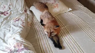Alice the fox. Grumpy guest on the bed.