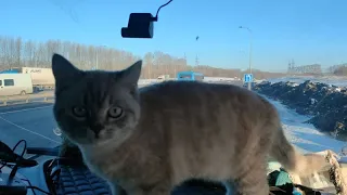 ждём загрузку в Юрге #котдальнобой