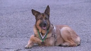 Adorable military dog who lost leg in combat gets medal for bravery