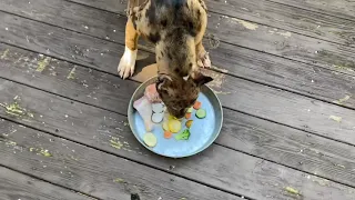 Lunch with Roxie 🐔 Hyena Pitbull Mix (NBF KENNEL) Chocolate Merle