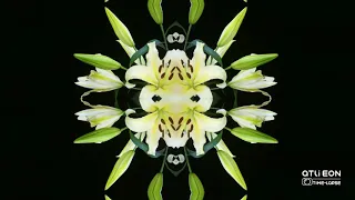 ATLI Time Lapse - Lily Time Lapse: Lily in Kaleidoscope