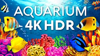 The Best Aquarium in 4K HDR 🐠 Calm & Relaxing Coral Reef Aquarium - Sleep Meditation 4K Screensaver