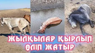 Жылқылар өліп жатыр