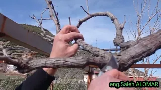 grapvine pruning