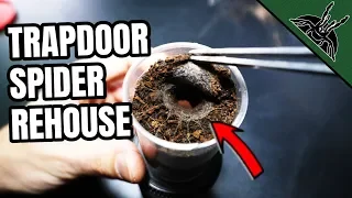 TRAPDOOR SPIDER makes a TRAPDOOR!