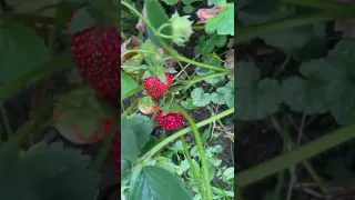 Growing & Harvesting Strawberries in my backyard Strawberry patch garden #short #shorts