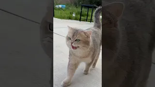 Meow express arrives at full-speed