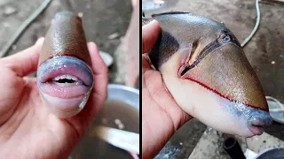 10 Most Disturbing Fish Ever Caught..