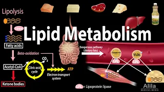 Lipid (Fat) Metabolism Overview, Animation