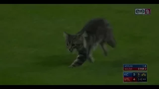 Adorable cat rallies Cardinals past Royals