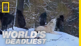 Canine Battle of Thrones | World's Deadliest