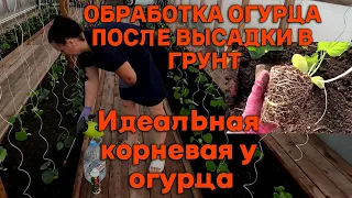 Огуречная теплица заселена. Важный шаг в начале огуречного пути. Чем и зачем я делаю  эту обработку?