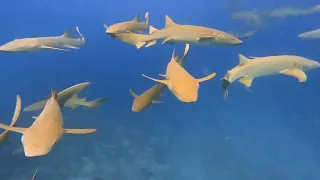 Дайвинг с акулами няньками на Мальдивах