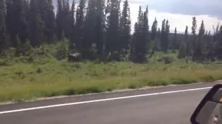 Mom moose and twin babies cross the road