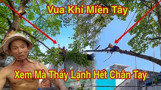 Vua Khỉ Miền Tây Cưa Cây Sung Quá Căn Thẳng Hồi Hộp Nhiều Dây Điện Quá Huy Hiểm