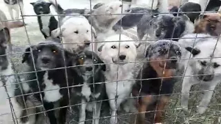 ПРИГОВОРЁННЫЕ💔 собаки тянут лапы к людям, не зная, что их всех усыпят | Якутск