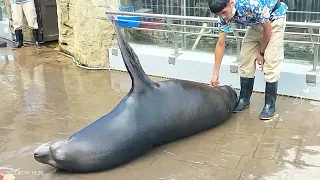 海獅餵食秀：遠雄海洋公園(2022/7/6)