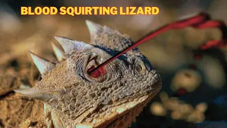 The Astonishing Truth: Why Do Lizards Squirt Blood From Their Eyes?