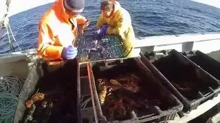 Lobster fishing, Yarmouth, SW Nova Scotia 2015