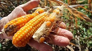 ¿Qué pasó con el maíz transgénico en Campoalegre, Huila?