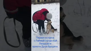 Взяли собаку из приюта. Первые дни дома.