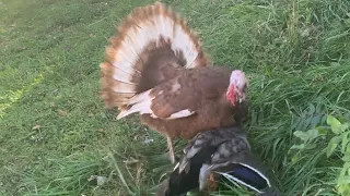 Goose rescues duck from turkey