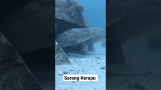 Sarang Ikan Kerapu, Umpan Cumi Hidup Pasti Mantap Ini 🎣