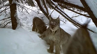 Рысь поймала зайца