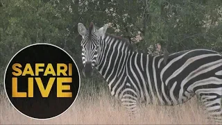 safariLIVE - Sunrise Safari - July 5, 2018