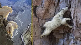 How Mountain Goats Walk On Sheer Cliffs Subduing Gravity.