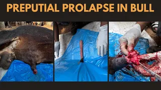 Preputial prolapse in bull | Kankrej | preputial paralysis| Vet Dk