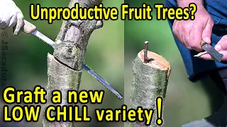 Grafting Fruit Trees | Unproductive Fruit Trees in a mild winter zone? Graft a LOW CHILL variety!