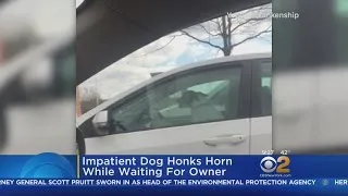 Impatient Dog Honks At Owner
