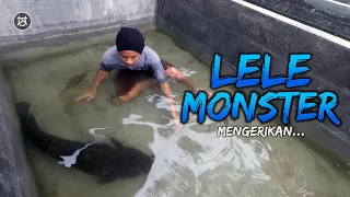 Mengerikan!!! WUJUD LELE RAKSASA UMUR 15 TAHUN ( Cat Fish ) - Tim UK Ucup Klaten