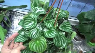 Пеперомия арбузная ( Peperomia argyreia, the watermelon peperomia or watermelon begonia)