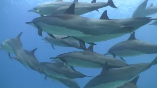 Spinner Dolphins Freedive