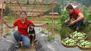 RURAL GIRL- making pumpkin trellises - and harvesting cucumbers to sell at the market Trieu Thi Lieu