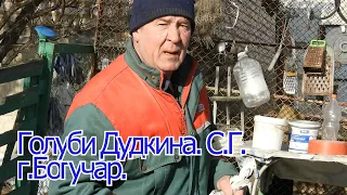 Голуби Дудкина.С.Г.г. Богучар.  тел.. Сергея. 8-952-553-94-30.