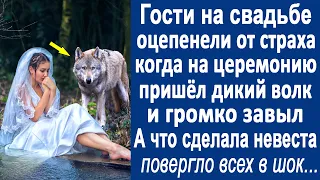 Гости на свадьбе остолбенели, когда на церемонию пришёл дикий волк. А что сделала потом невеста...