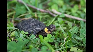 The Bog Turtle: Natural History and Conservation in Maryland