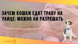 Зачем кошки едят траву на улице: можно ли разрешать